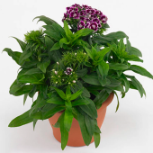 Гвоздика турецкая Barbarini Purple Picotee