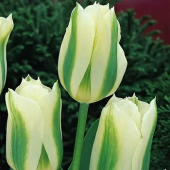 Тюльпан White Spring Green