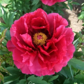 Пион Древовидный  Red Flower Hidden Among Twigs