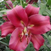 Лилия Carbonero