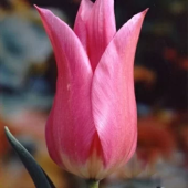 Тюльпан Lilyrosa