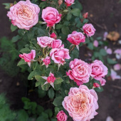 Роза  кустовая Miyabi