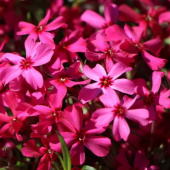 Флокс шиловидный Atropurpurea