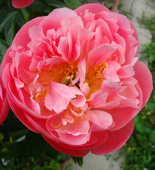 Пион Молочноцветковый Pink Hawaiian Coral