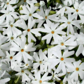 Флокс шиловидный Snowflake
