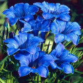 Горечавка бесстебельная Blue Star