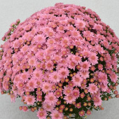 Хризантема мелкоцветковая Baby mum pink