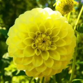 Георгина Sunny Glow