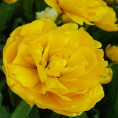 Тюльпан Махровый Monte Peony
