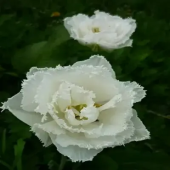 Тюльпан Snow Crystal