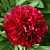 Пион Молочноцветковый  Double Red
