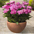 Пион травянистый Patio Peony Rome