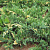 Можжевельник китайский Expansa Variegata