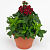 Гвоздика турецкая Barbarini Red