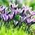 Крокус Early Spring Beauty
