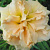 Лилейник Ikebana Star