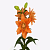 Лилия Dutch Design