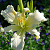 Лилейник Heavenly Angel Ice