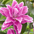 Лилия Roselily Doria