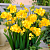Фрезия Double Yellow