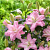 Лилия Roselily Editha