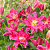 Лилия Roselily Julia