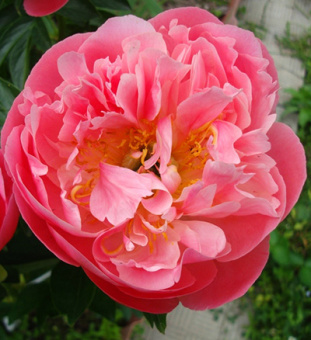 Пион Молочноцветковый Pink Hawaiian Coral