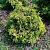 Кипарисовик тупой Fernspray Gold