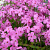 Флокс столоносный Purpurea