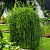 Лиственница европейская Repens
