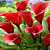 Калла Royal Valentine