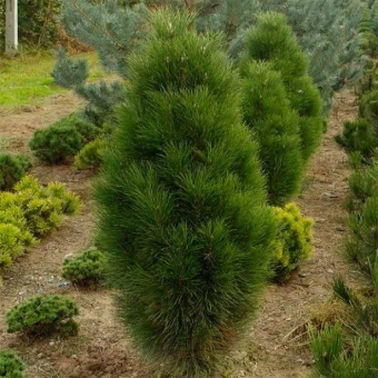 Сосна чёрная Pyramidalis