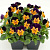 Виола рогатая Admire Orange Purple Wing