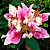 Лилия Parrot Pink Cariba