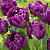 Тюльпан Purple Peony