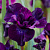 Ирис сибирский Purplelicious