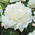 Пион Молочноцветковый Double White