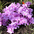 Колхикум Waterlily