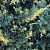 Можжевельник китайский Expansa Aureovariegata
