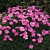 Гвоздика Перистая Dinetta Pink