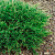 Можжевельник горизонтальный Prostrata
