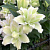 Лилия Roselily Joella