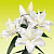 Лилия Roselily Jacintha