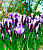 Крокус Ботанический Spring Beauty