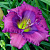 Лилейник Lavender Blue Baby