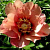 Пион ИТО Old Rose Dandy