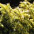 Тис ягодный Semperaurea