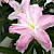 Лилия Lotus Queen