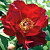 Пион ИТО Scarlet Heaven
