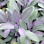 Шалфей лекарственный Purple beauty